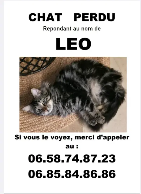 gato lost    Marseille Leo