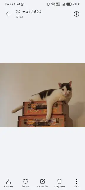 chat lost    Marseille Loco
