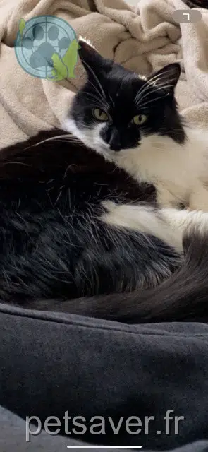 gato lost    Marseille Lola