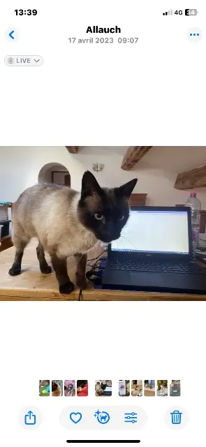 gato lost    Marseille Mambo