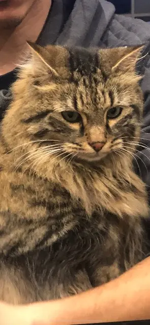 chat lost    Marseille Marley