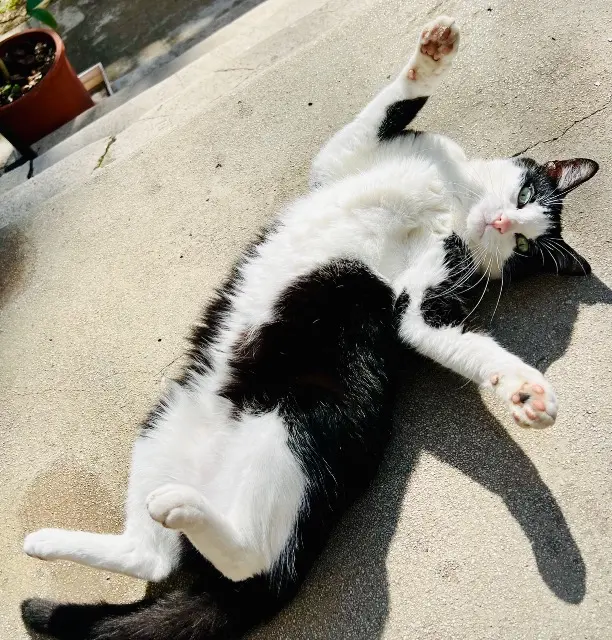 chat lost    Marseille Maxou