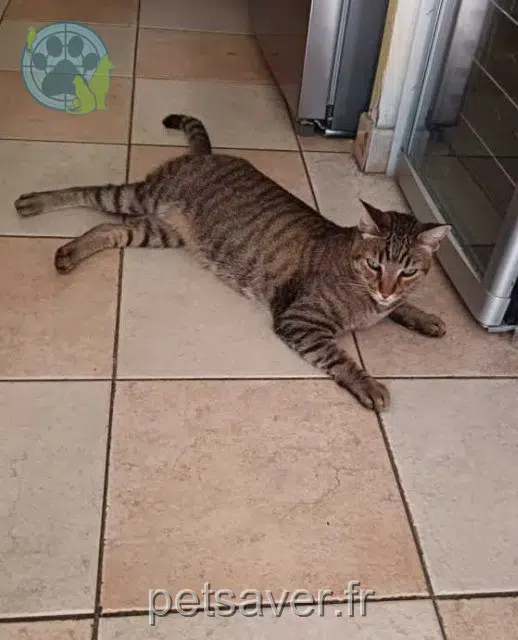 chat lost Marseille Maxou