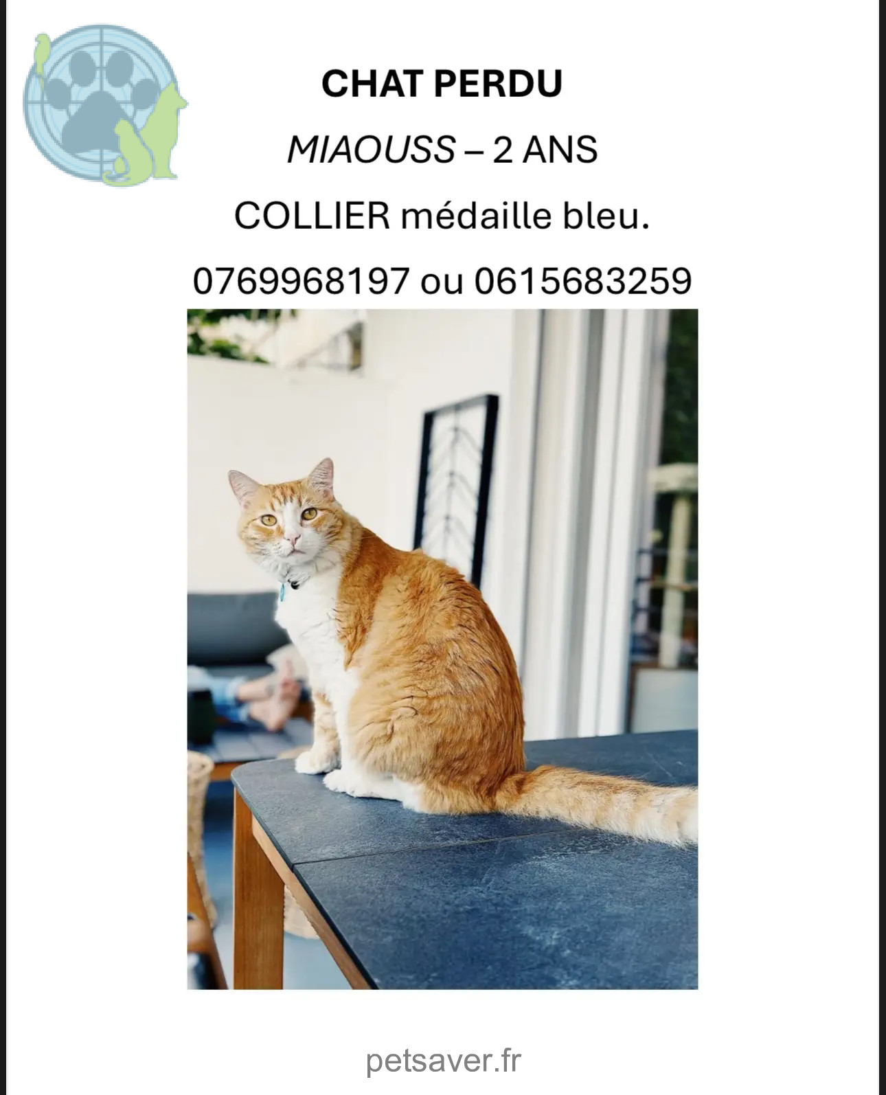 Chat Perdu 13 Bouches-du-Rhône Marseille - Miaouss Chat Perdu 13 Bouches-du-Rhône Marseille - Miaouss