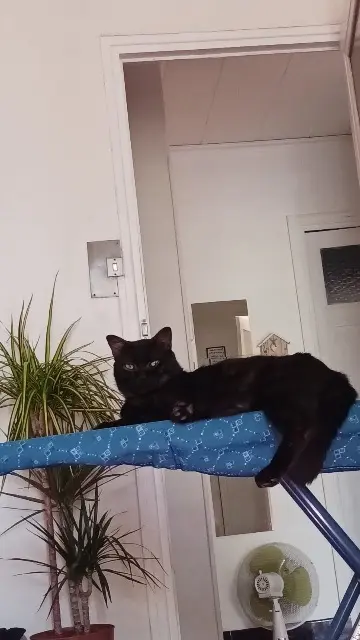 chat lost    Marseille Mich