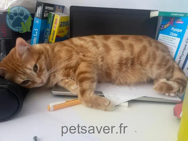 Kater vermisst Marseille Mimi Kater lost Marseille Mimi