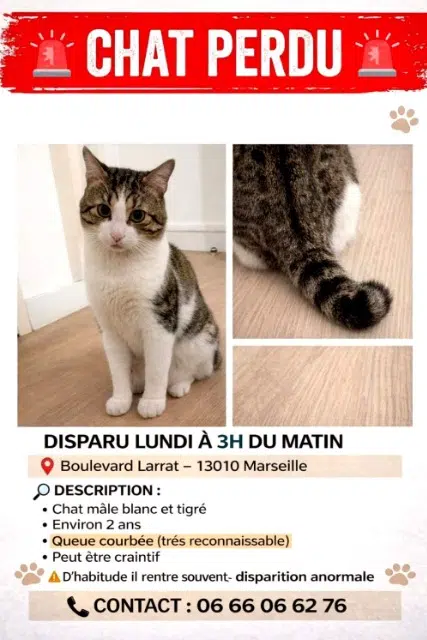 chat lost    Marseille Mimi