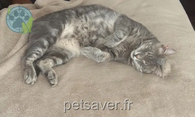 chat lost    Marseille Minou