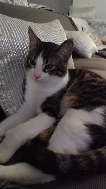 gato perdido Marseille Minouche gato lost Marseille Minouche