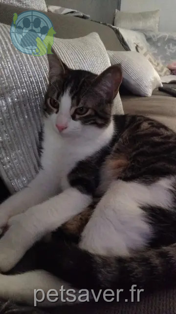 gato perdido Marseille Minouche gato lost Marseille Minouche