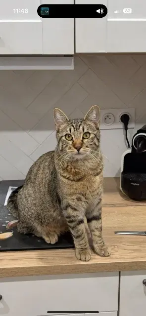 chat lost    Marseille Minouche