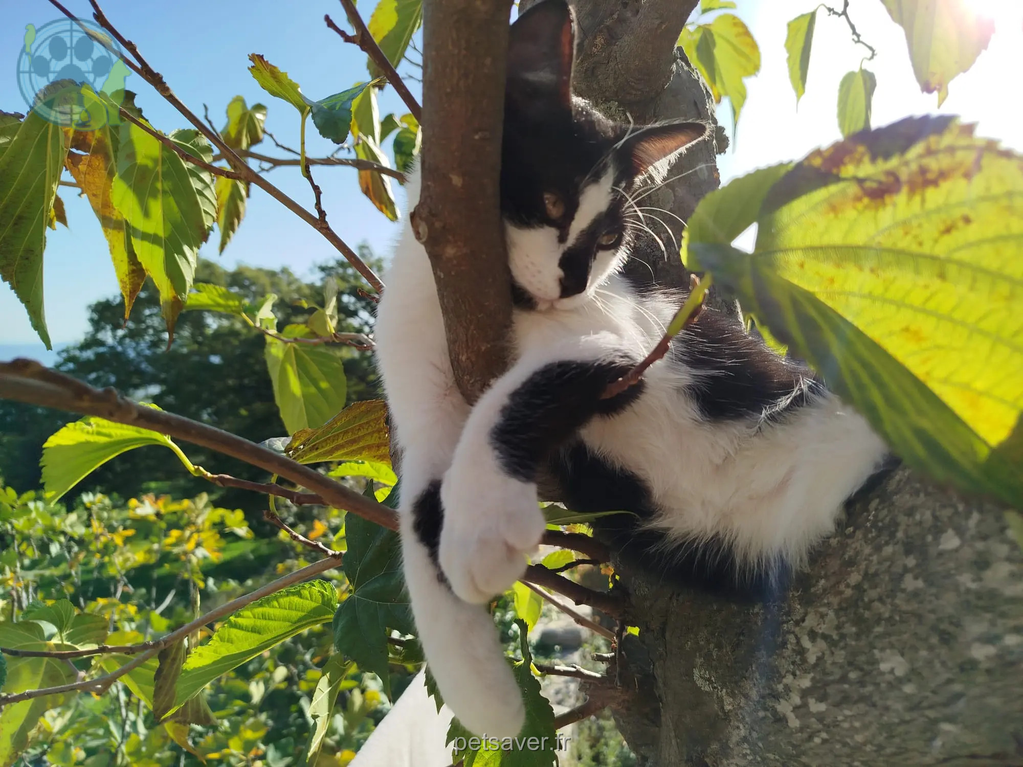 Kater vermisst Marseille Miskin Kater lost Marseille Miskin