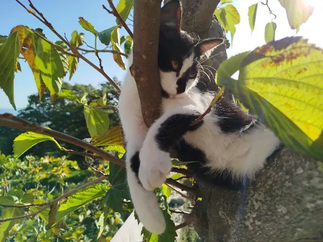 chat lost    Marseille Miskin