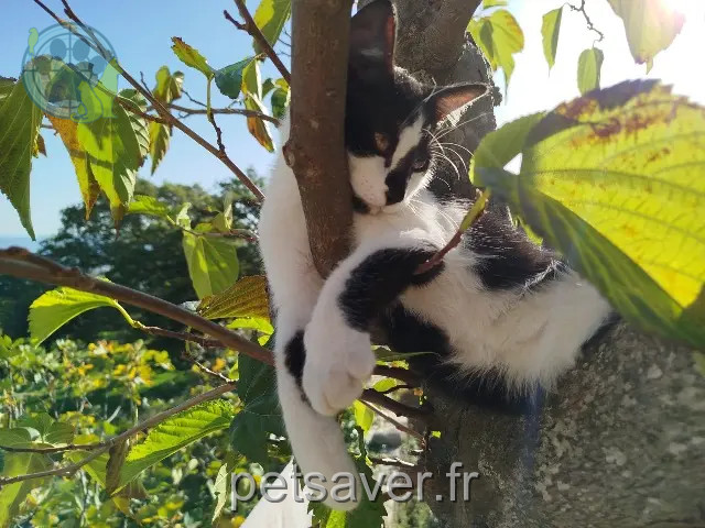 chat perdu Marseille Miskin chat lost Marseille Miskin