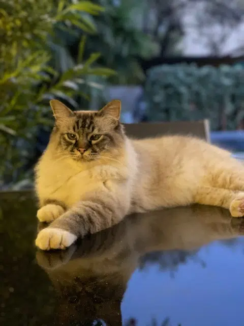 chat lost    Marseille Moustache