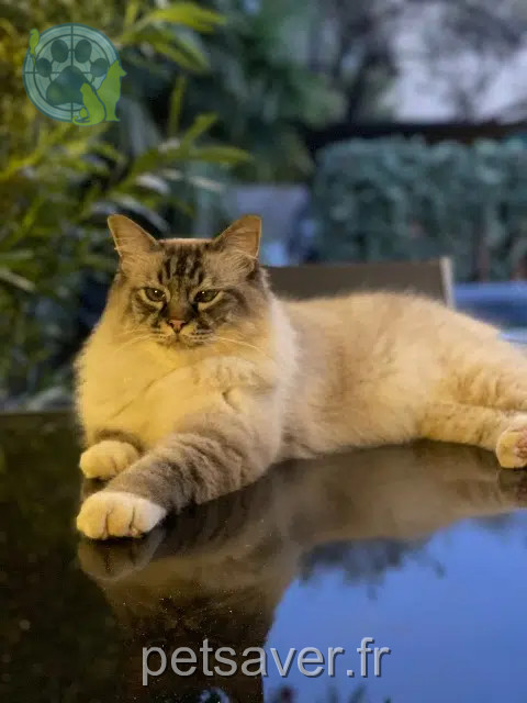 gato perdido Marseille Moustache gato lost Marseille Moustache