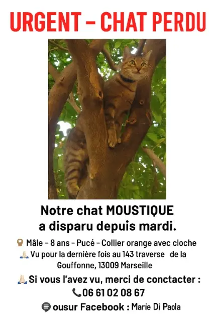 chat lost    Marseille Moustique