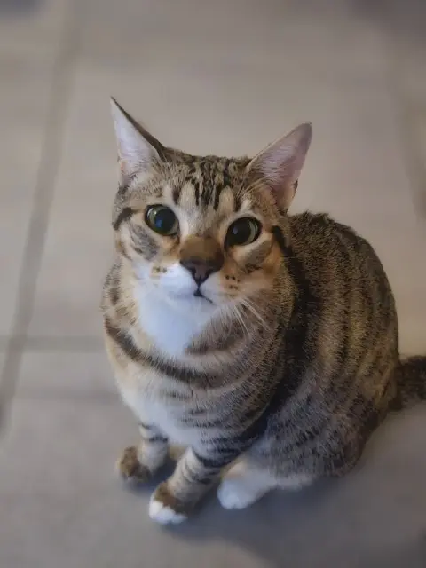 chat lost    Marseille Nouki