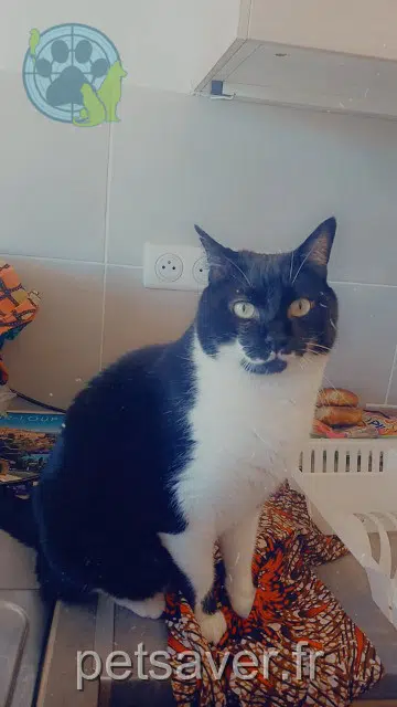 chat lost    Marseille Oreo
