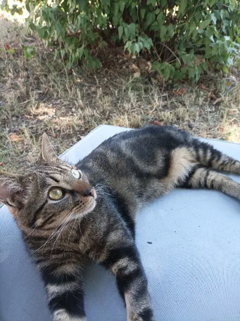 chat lost    Marseille Pacha