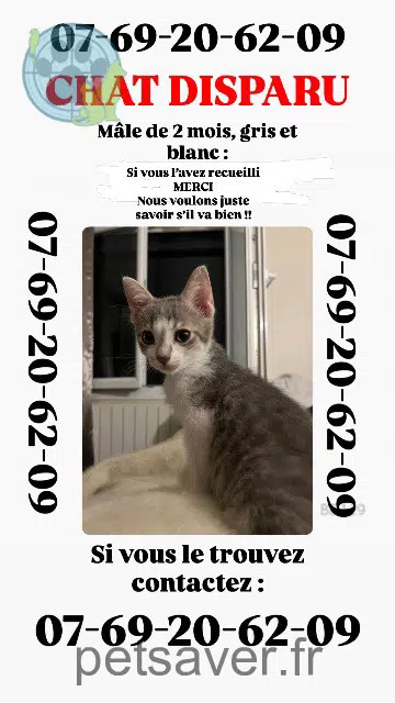 chat lost    Marseille Pasdenom
