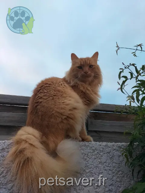 gatto perso Marseille Rafale gatto lost Marseille Rafale