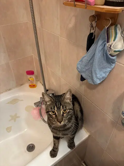 chat lost    Marseille Rebouh