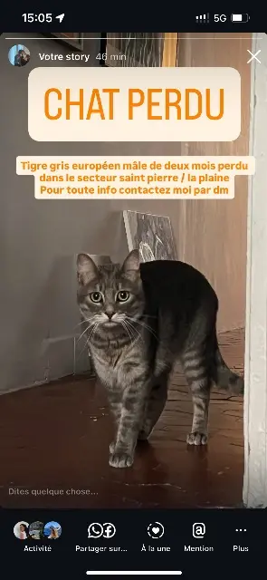 chat lost    Marseille Rocket