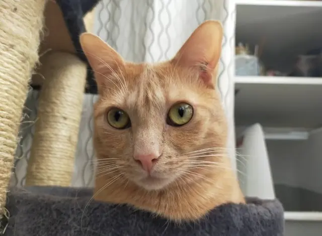 kater vermist Marseille Roméo kater lost Marseille Roméo