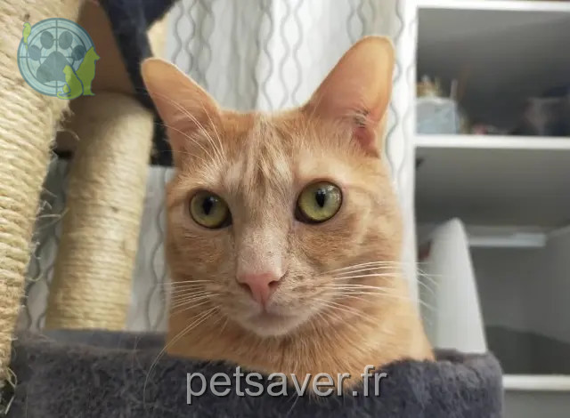 gato perdido Marseille Roméo gato lost Marseille Roméo