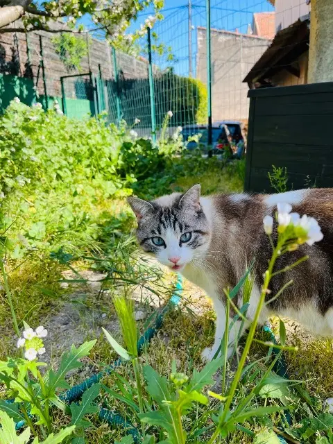chat lost    Marseille Ronflex