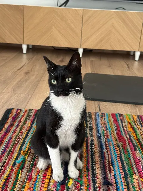 chat lost    Marseille Sharly