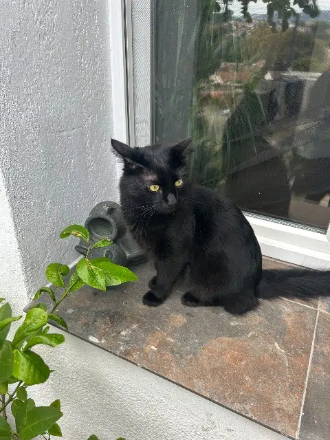 chat lost    Marseille Simba