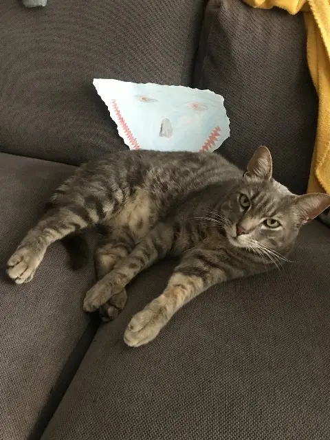cat lost Marseille Squeak cat lost Marseille Squeak