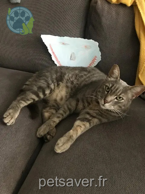 gato perdido Marseille Squeak gato lost Marseille Squeak