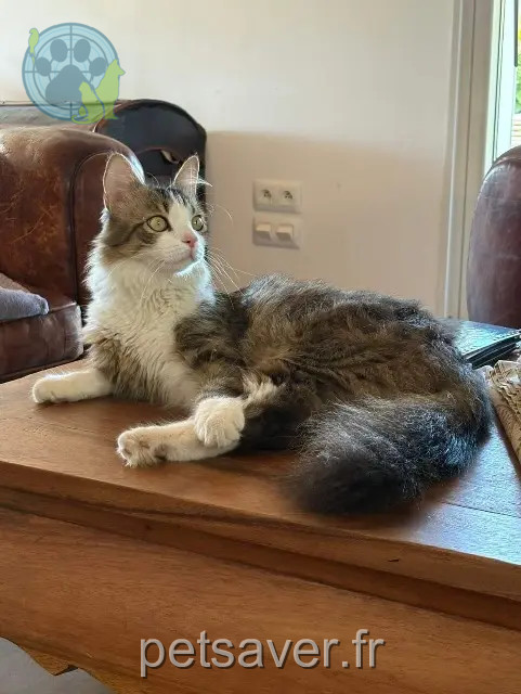 gato perdido Marseille Sully gato lost Marseille Sully