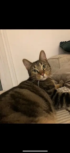chat perdu Marseille Tchoupy chat lost Marseille Tchoupy