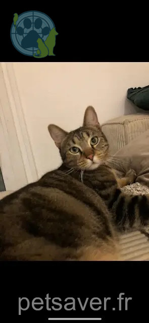 gato perdido Marseille Tchoupy gato lost Marseille Tchoupy