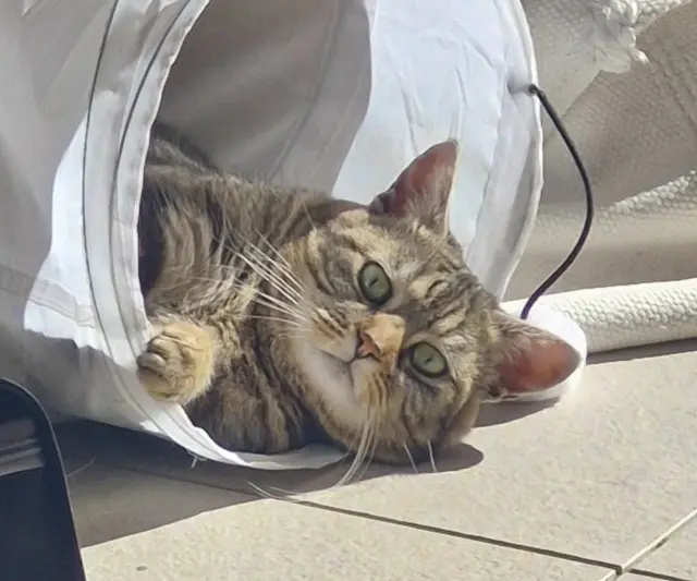 chat lost    Marseille Timy