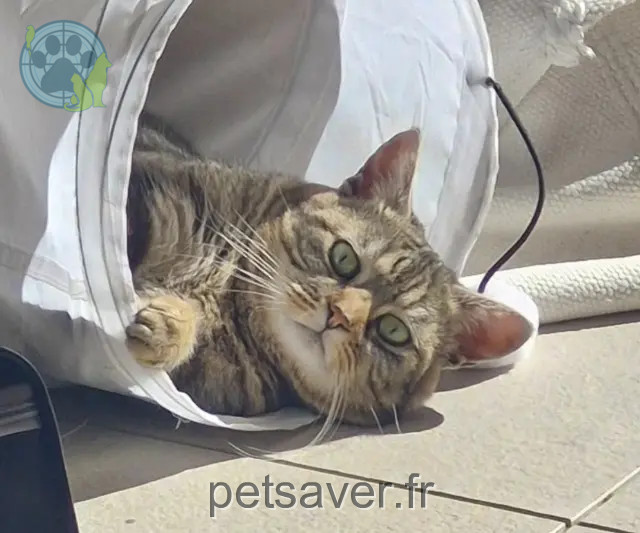 cat lost Marseille Timy cat lost Marseille Timy