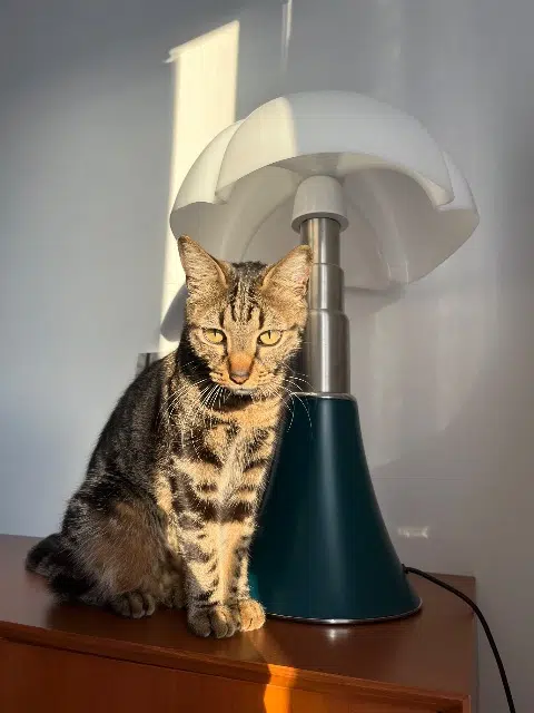 chat lost    Marseille Tokyo