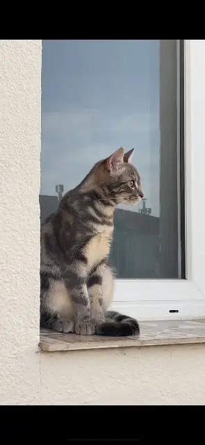 chat lost    Marseille Tornade