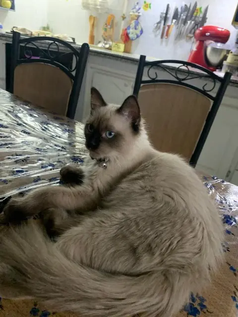 chat lost    Marseille Tyson