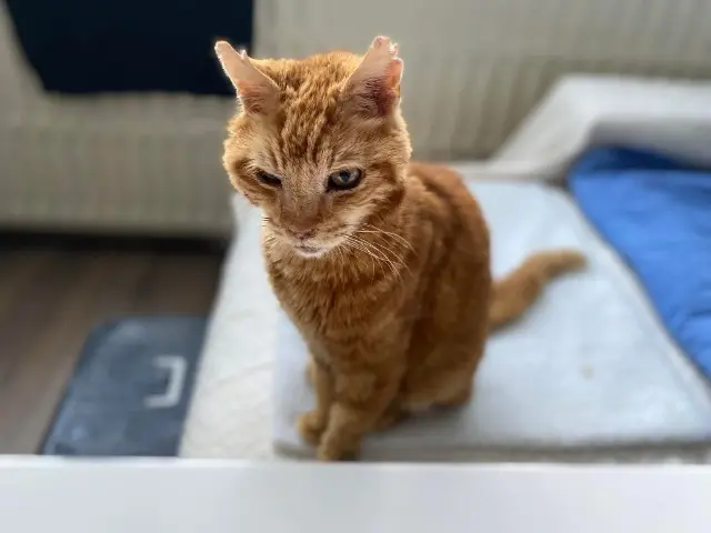 cat lost Marseille Voyou cat lost Marseille Voyou