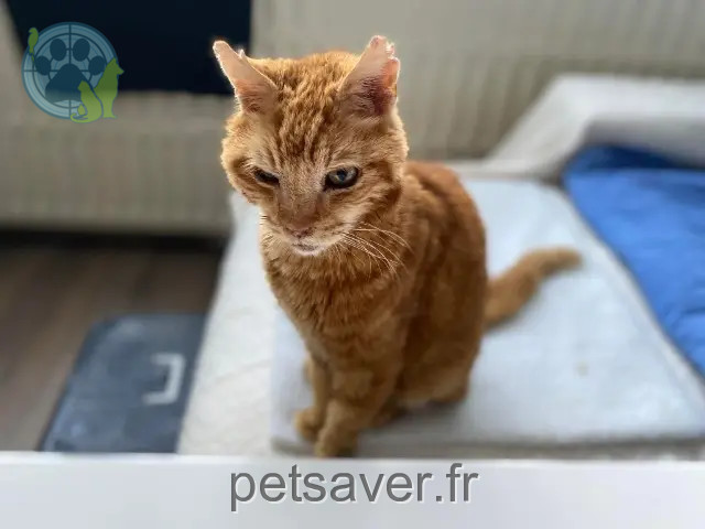 Kater vermisst Marseille Voyou Kater lost Marseille Voyou