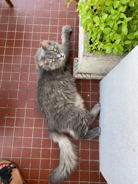 chat lost    Marseille Wasabi