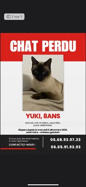 chat lost    Marseille Yuki