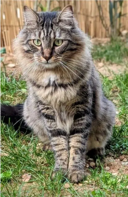 chat lost   13800 Istres Marseille