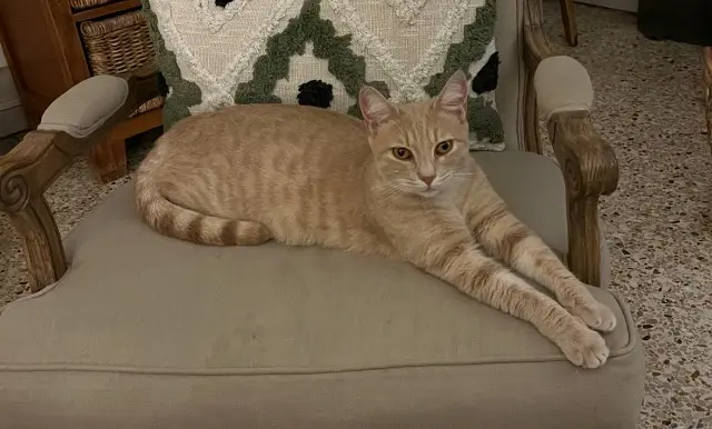 chat lost   13650 Meyrargues Medor