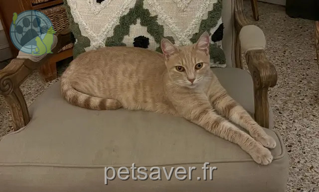 kater vermist 13650 Meyrargues Medor kater lost 13650 Meyrargues Medor